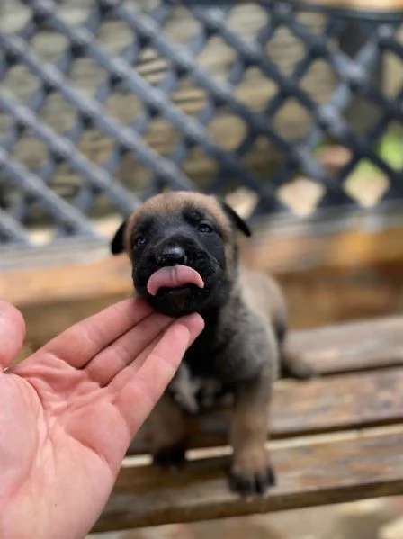 Pastore belga cuccioli in vendita | Foto 5