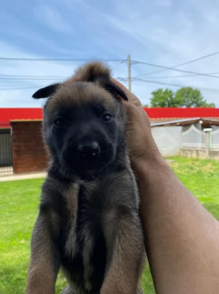 Pastore belga cuccioli in vendita | Foto 4
