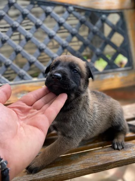 Pastore belga cuccioli in vendita | Foto 3