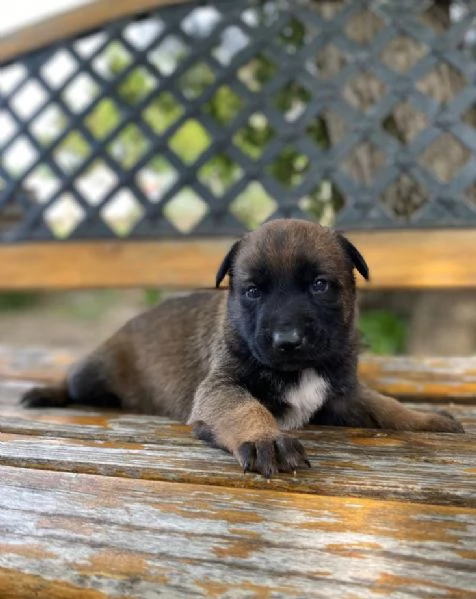 Pastore belga cuccioli in vendita | Foto 2