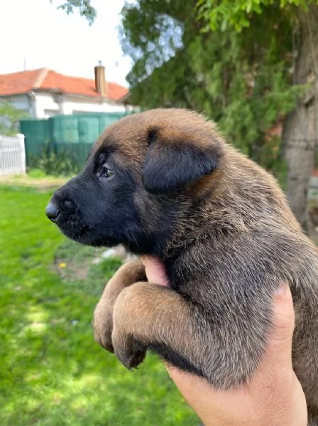 Pastore belga cuccioli in vendita | Foto 1