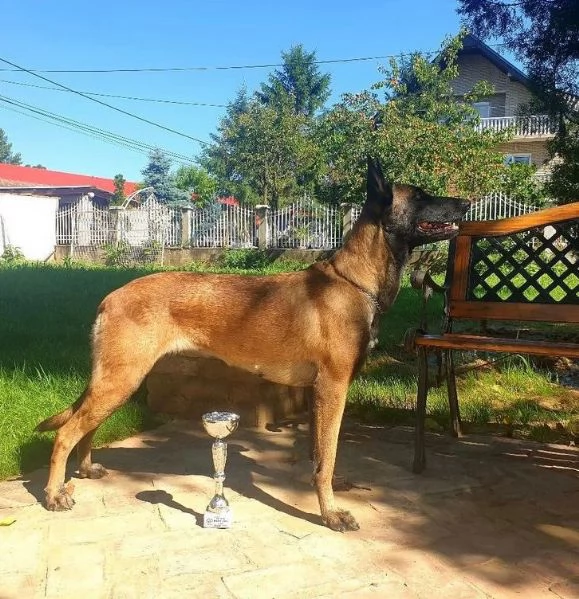 Pastore belga cuccioli in vendita | Foto 0