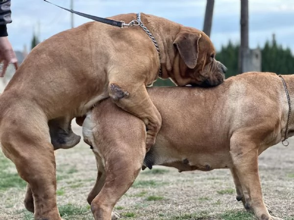 Mastino sudafricano  Boerboel cuccioli | Foto 6