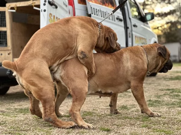 Mastino sudafricano  Boerboel cuccioli | Foto 5