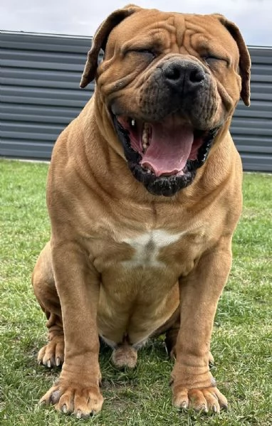 Mastino sudafricano  Boerboel cuccioli | Foto 4