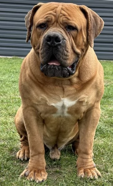 Mastino sudafricano  Boerboel cuccioli | Foto 3