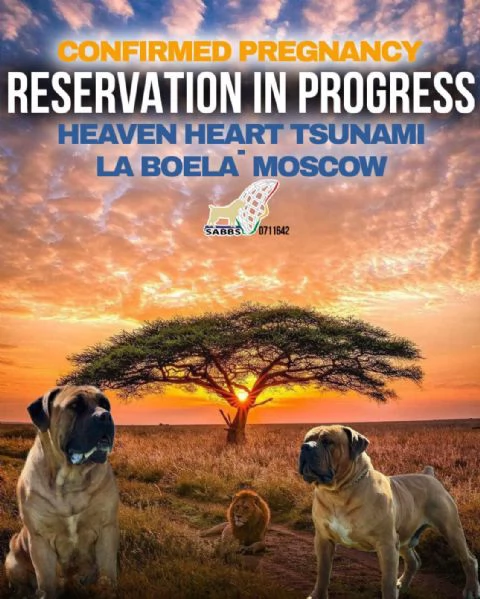 Mastino sudafricano  Boerboel cuccioli