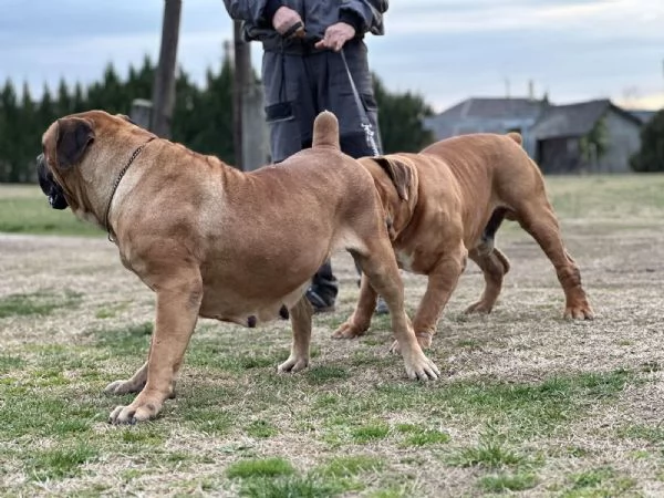 Mastino sudafricano  Boerboel cuccioli | Foto 2