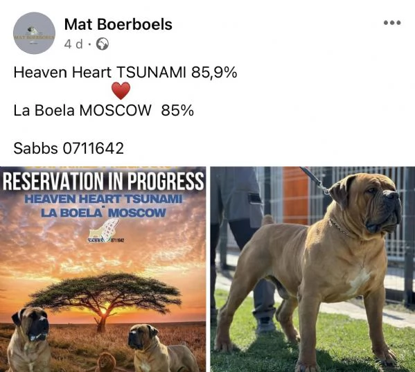 Mastino sudafricano  Boerboel cuccioli | Foto 1