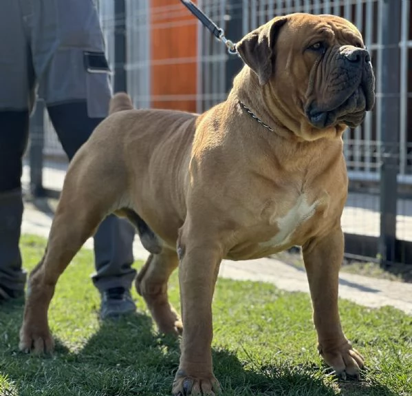 Mastino sudafricano  Boerboel cuccioli | Foto 0