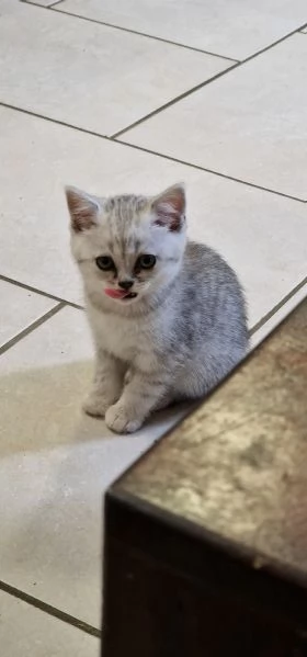 Cuccioli scottish fold e straight  | Foto 5