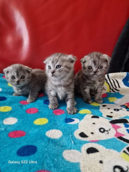 Cuccioli scottish fold e straight  | Foto 1