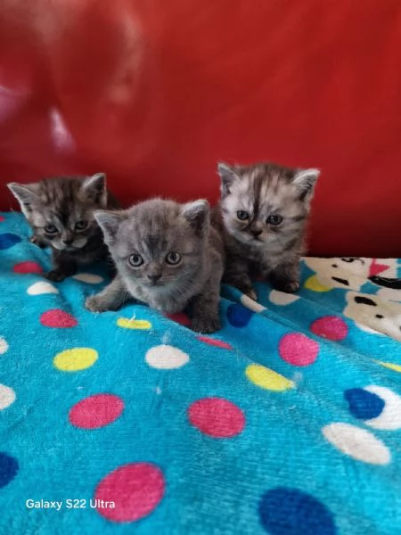 Cuccioli scottish fold e straight  | Foto 0