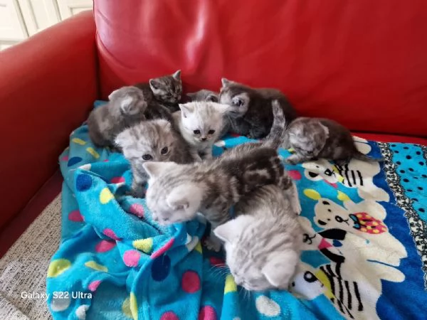 Cuccioli scottish fold e straight 