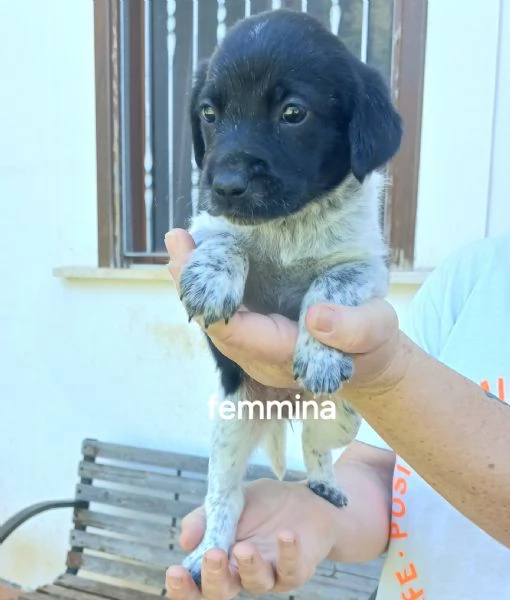 Cucciole taglia media piccola  | Foto 1