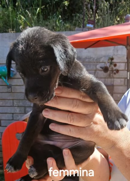 Cucciole taglia media piccola  | Foto 0