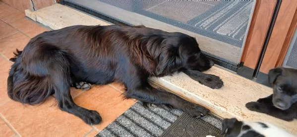 Cagnolina taglia media di  | Foto 0