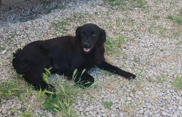 Cagnolina taglia media di 