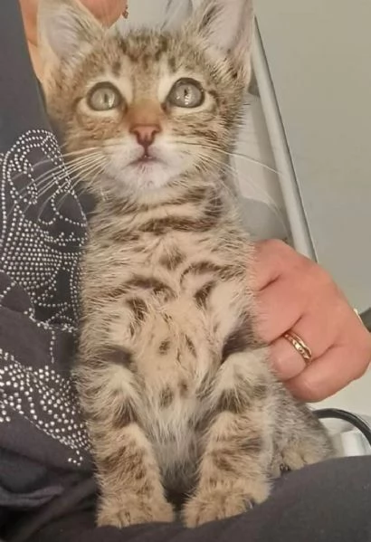 Gattini | Foto 6