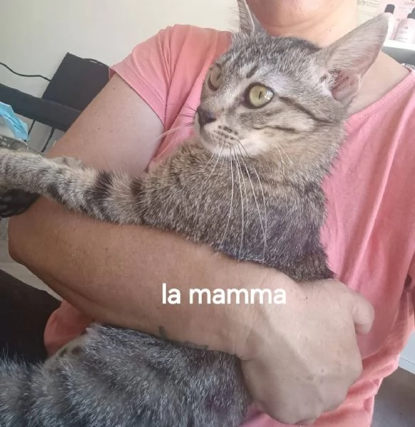 Gattini | Foto 4