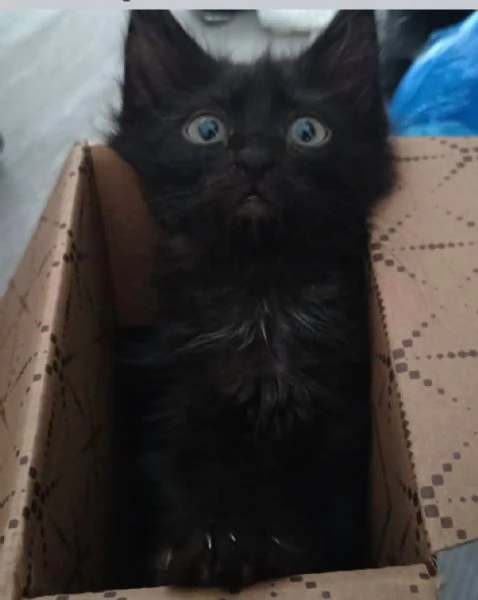 Gattini | Foto 3