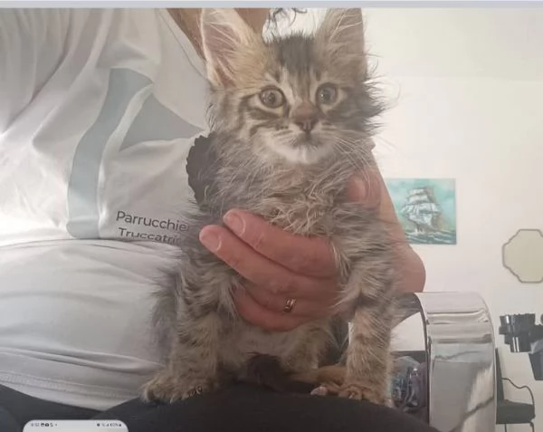 Gattini | Foto 1