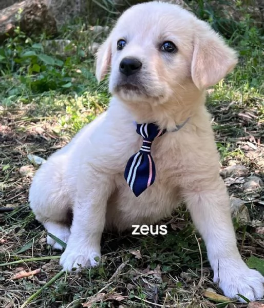 Cuccioli taglia media  | Foto 4