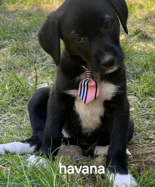 Cuccioli taglia media  | Foto 1