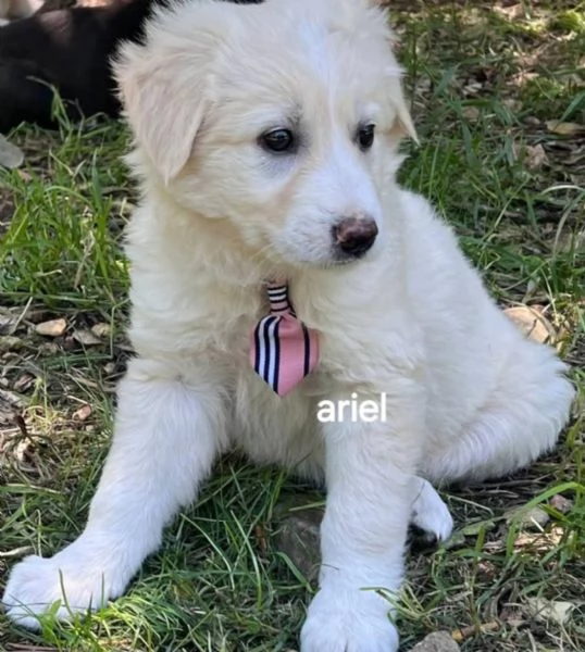 Cuccioli taglia media 