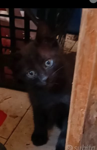 Gattine nere | Foto 0