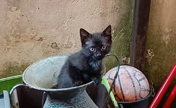 Gattine nere