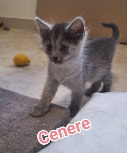 Gattini
