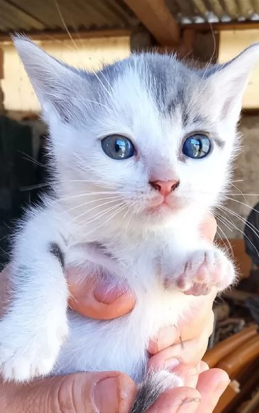 Gattini | Foto 1
