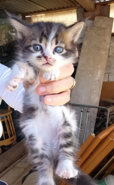 Gattini | Foto 0