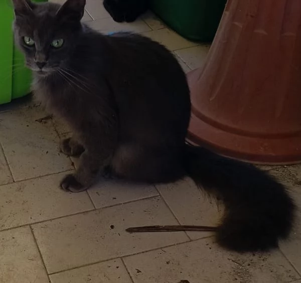 Simil certosina 
