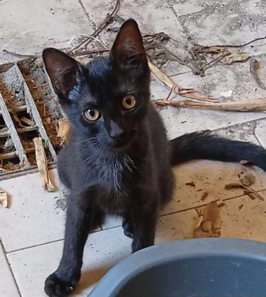 Gattina nera | Foto 0