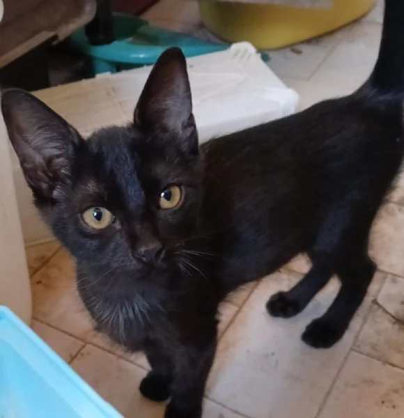 Gattina nera