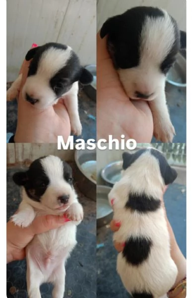 Cuccioli di Jack russel 