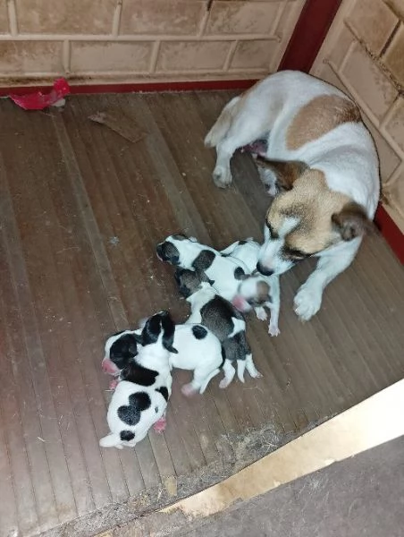 Cuccioli di Jack russel  | Foto 2
