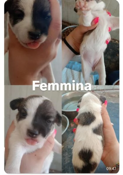 Cuccioli di Jack russel  | Foto 1