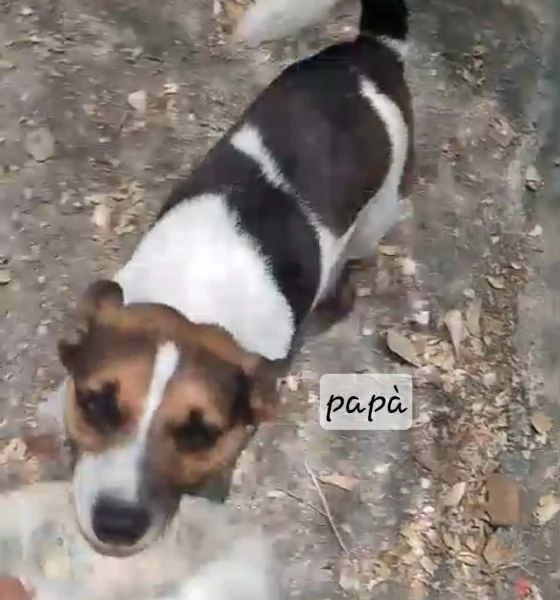 Cuccioli di Jack russel  | Foto 0