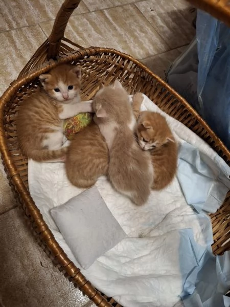 Gattini rossi  | Foto 4