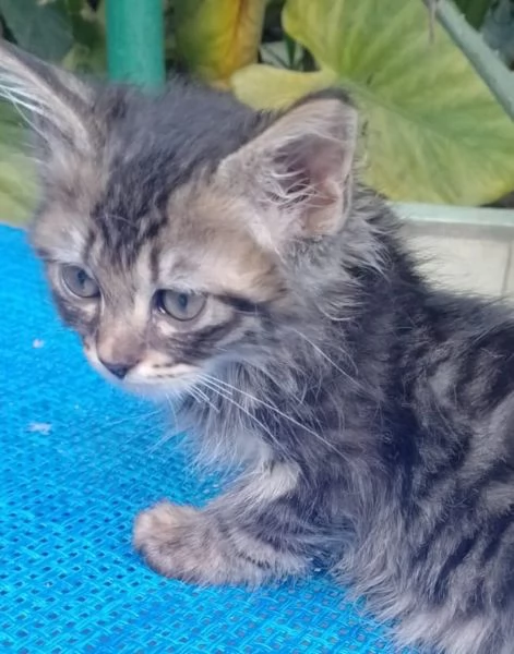 Gattino a pelo lungo
