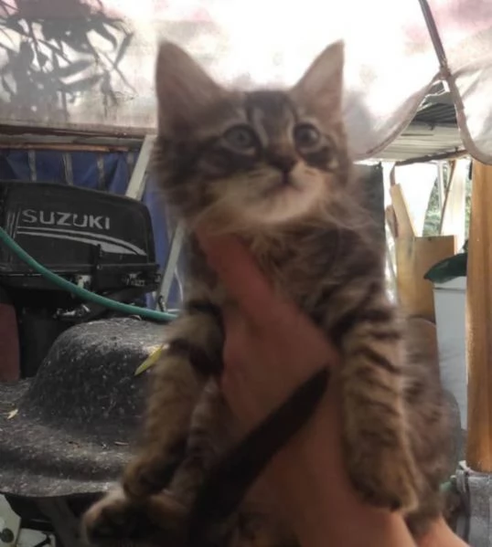 Gattino a pelo lungo | Foto 3