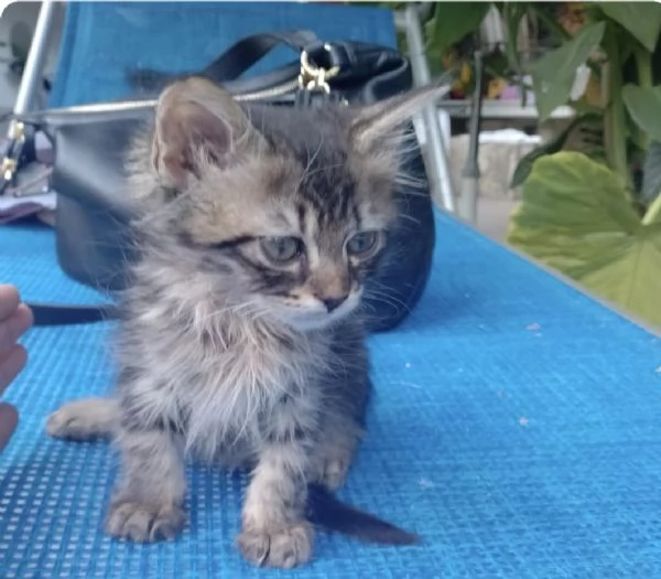 Gattino a pelo lungo | Foto 0