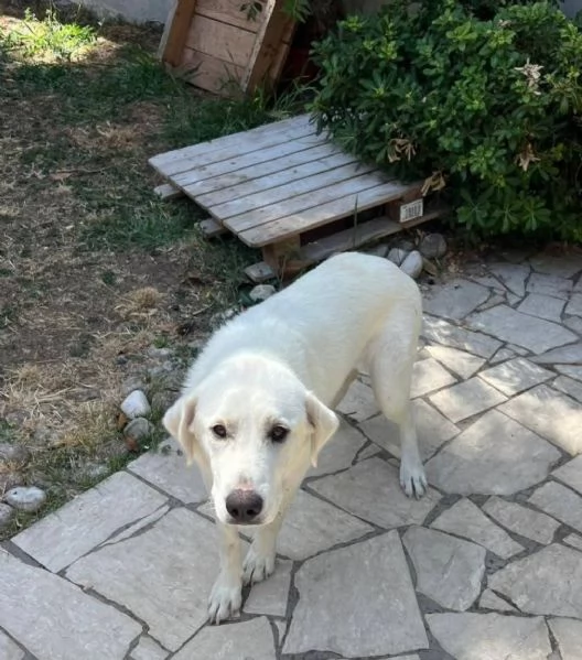 Cagnolina incrocio labrador e maremmano  | Foto 2