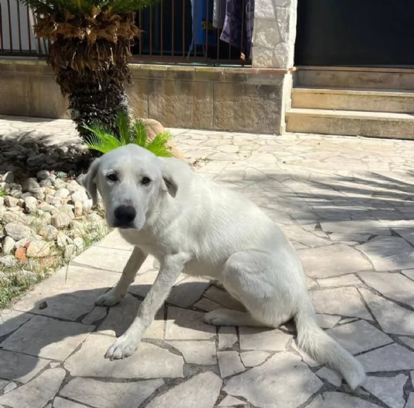 Cagnolina incrocio labrador e maremmano  | Foto 1