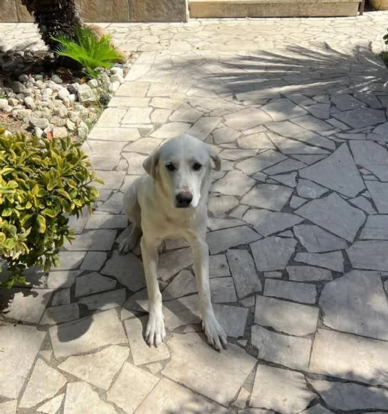 Cagnolina incrocio labrador e maremmano  | Foto 0
