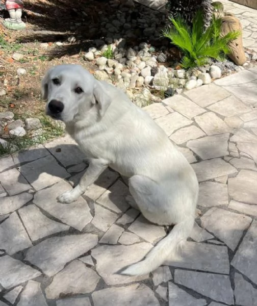 Cagnolina incrocio labrador e maremmano 