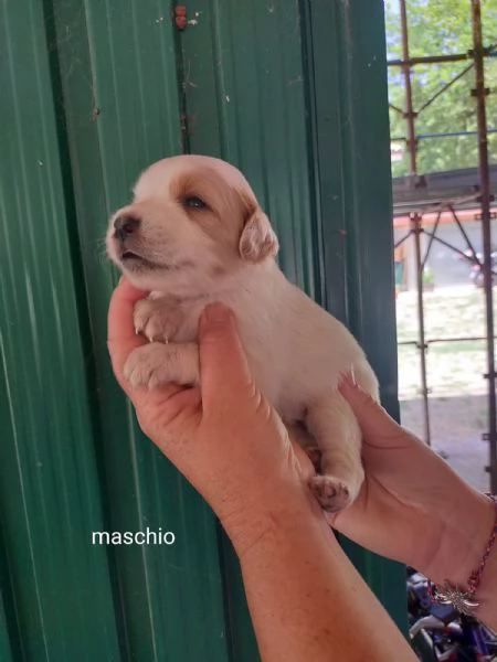 Cuccioli di taglia media piccola 